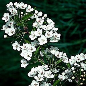 ARISTOCRAT ORNAMENTAL PEAR