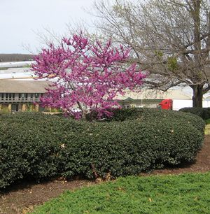 OKLAHOMA REDBUD