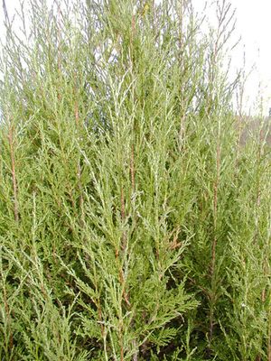 COLOGREEN JUNIPER