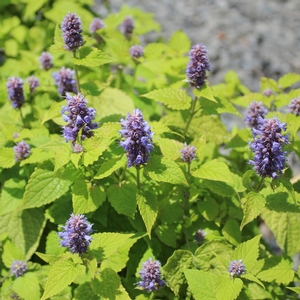 GOLDEN JUBILEE HYSSOP