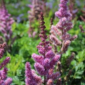 VISIONS ASTILBE