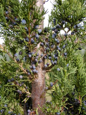 ADMIRAL JUNIPER