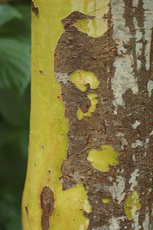 PERSIAN IRONWOOD