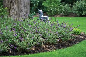 LO & BEHOLD® BLUE CHIP BUTTERFLY BUSH