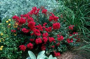 CHERRY DAZZLE® CRAPEMYRTLE