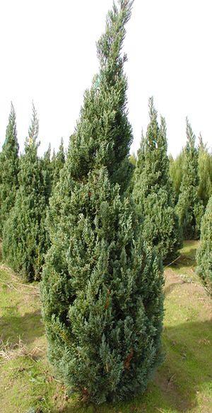 BLUE POINT JUNIPER