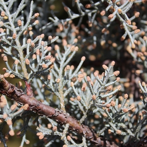 BLUE ICE ARIZONA CYPRESS