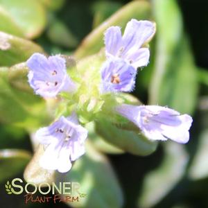 BLUEBERRY MUFFIN AJUGA