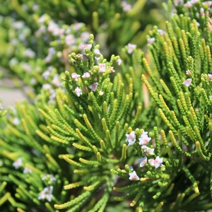 CANAERTI JUNIPER