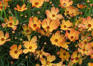 MANGO PUNCH TICKSEED