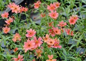 RUM PUNCH TICKSEED
