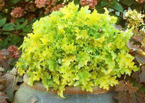LIME MARMALADE CORAL BELLS