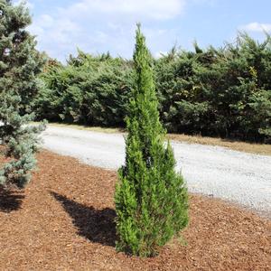 SPARTAN JUNIPER