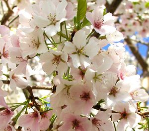 YOSHINO FLOWERING CHERRY