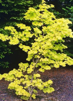 GOLDEN FULL MOON UPRIGHT JAPANESE MAPLE