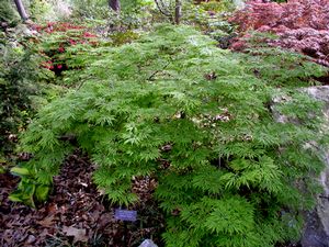 GREEN CASCADE WEEPING JAPANESE MAPLE