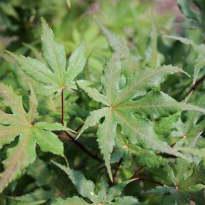 AMBER GHOST UPRIGHT JAPANESE MAPLE