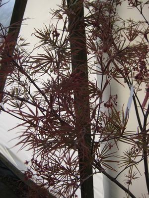 BENI OTAKE UPRIGHT JAPANESE MAPLE