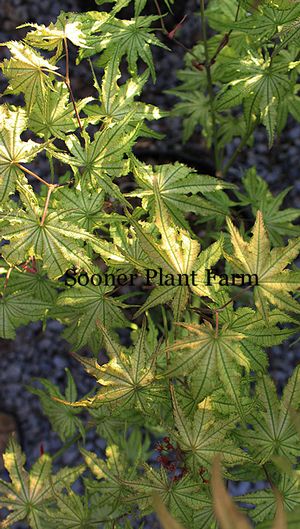 PEACHES AND CREAM UPRIGHT JAPANESE MAPLE