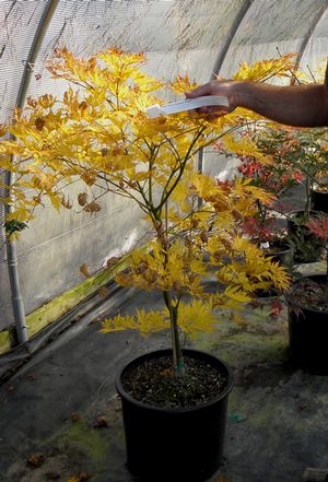 SISTER GHOST UPRIGHT JAPANESE MAPLE
