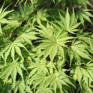 TIGER ROSE UPRIGHT JAPANESE MAPLE