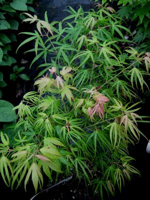 AO SHIME NO UCHI UPRIGHT JAPANESE MAPLE