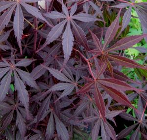 BURGUNDY LACE UPRIGHT JAPANESE MAPLE