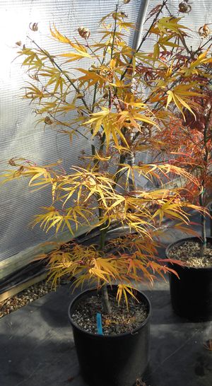 SCOLOPENDRIFOLIUM UPRIGHT JAPANESE MAPLE