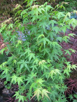 SHIGARAMI UPRIGHT JAPANESE MAPLE