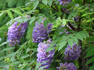 AMETHYST FALLS WISTERIA