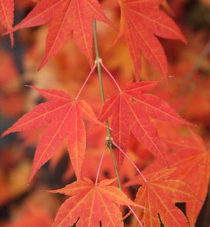 TSUKUSHIGATA UPRIGHT JAPANESE MAPLE