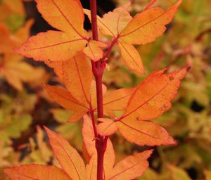 WINTER FLAME UPRIGHT JAPANESE MAPLE