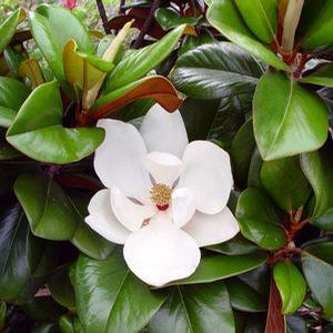 TEDDY BEAR® MAGNOLIA