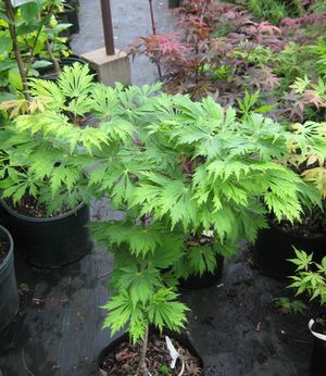 DANCING PEACOCK UPRIGHT JAPANESE MAPLE