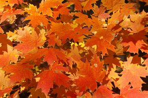 FIREHOUSE SUGAR MAPLE