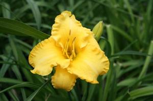 KEY LARGO MOON™ KOKOMO™ DAYLILY