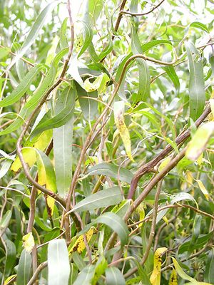 CORKSCREW WILLOW