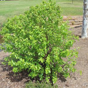 FOX VALLEY® RIVER BIRCH