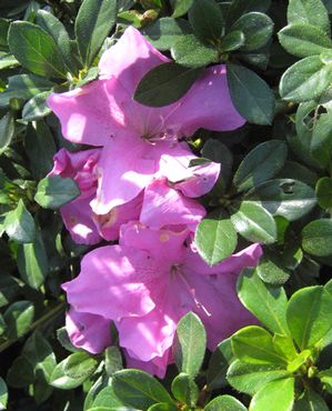 AUTUMN LILAC® ENCORE® AZALEA