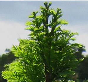 PEVE MINARET BALD CYPRESS