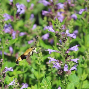SUMMER SKY HYSSOP
