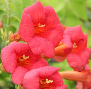 MADAME ROSY® TRUMPET VINE