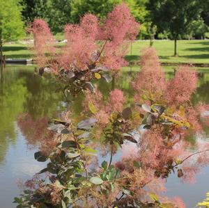 GRACE SMOKETREE