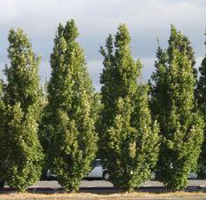 CRIMSON SPIRE™ OAK