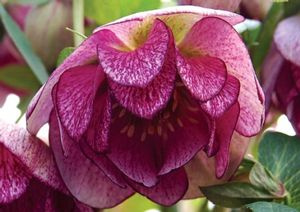 PEPPERMINT ICE WINTER JEWELS™ LENTEN ROSE