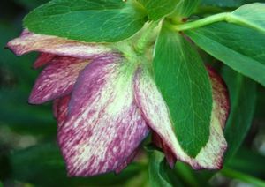 HARLEQUIN GEM WINTER JEWELS™ LENTEN ROSE