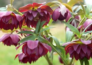 BERRY SWIRL WINTER JEWELS™ LENTEN ROSE
