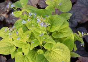 DIANE'S GOLD BRUNNERA