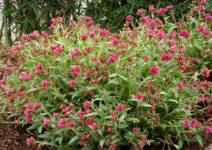 RASPBERRY SPLASH LUNGWORT