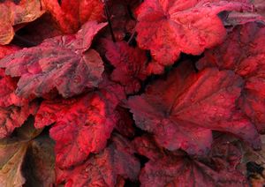 AUTUMN LEAVES CORAL BELLS